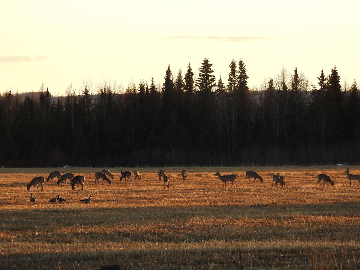 whitetail and Canadian geese enjoying the sunset