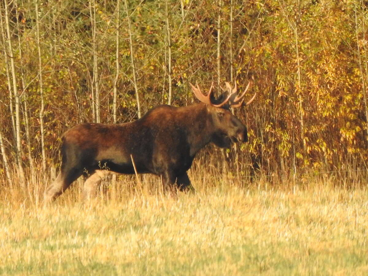 bull moose enjoying the hay field