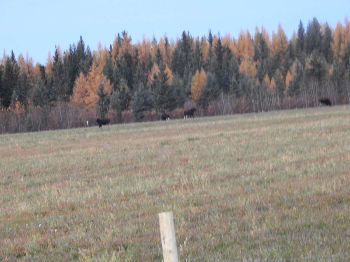 3 cow moose and 1 bull moose enjoying the field