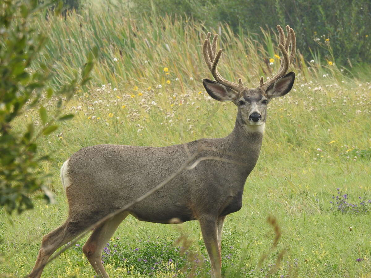 beautiful mule deer showing off his velvet