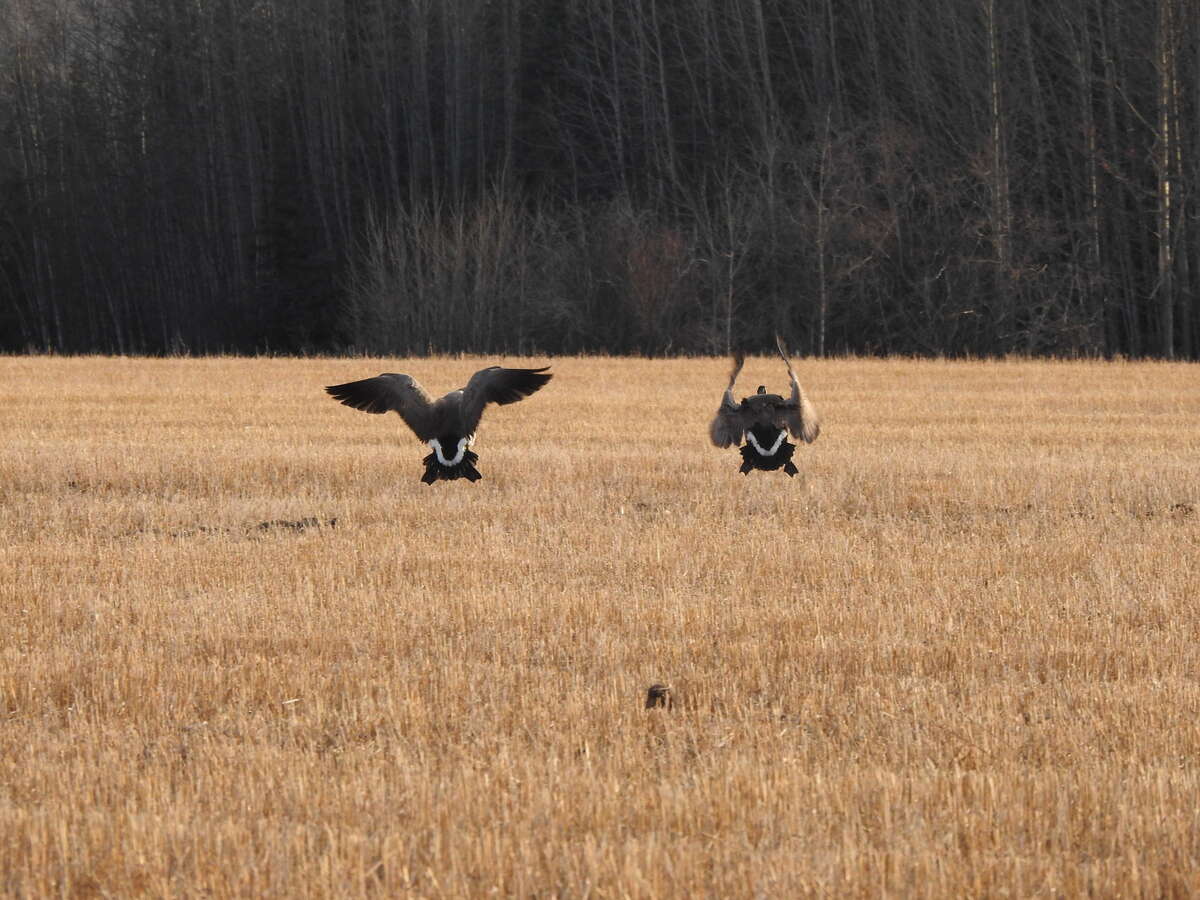 Canadian geese doing their migration through and taking a break here