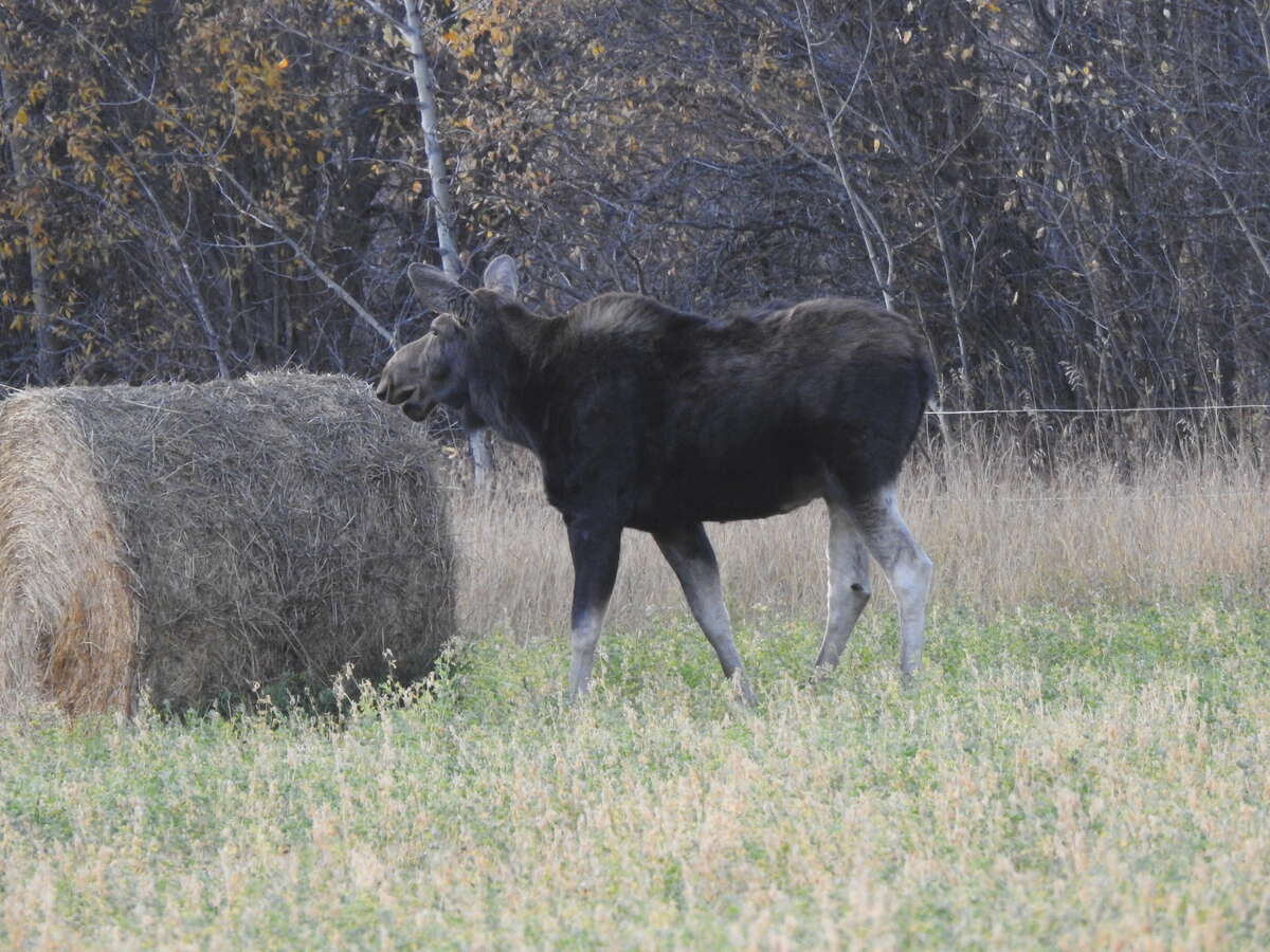 cow moose having a snack on some fresh bales
