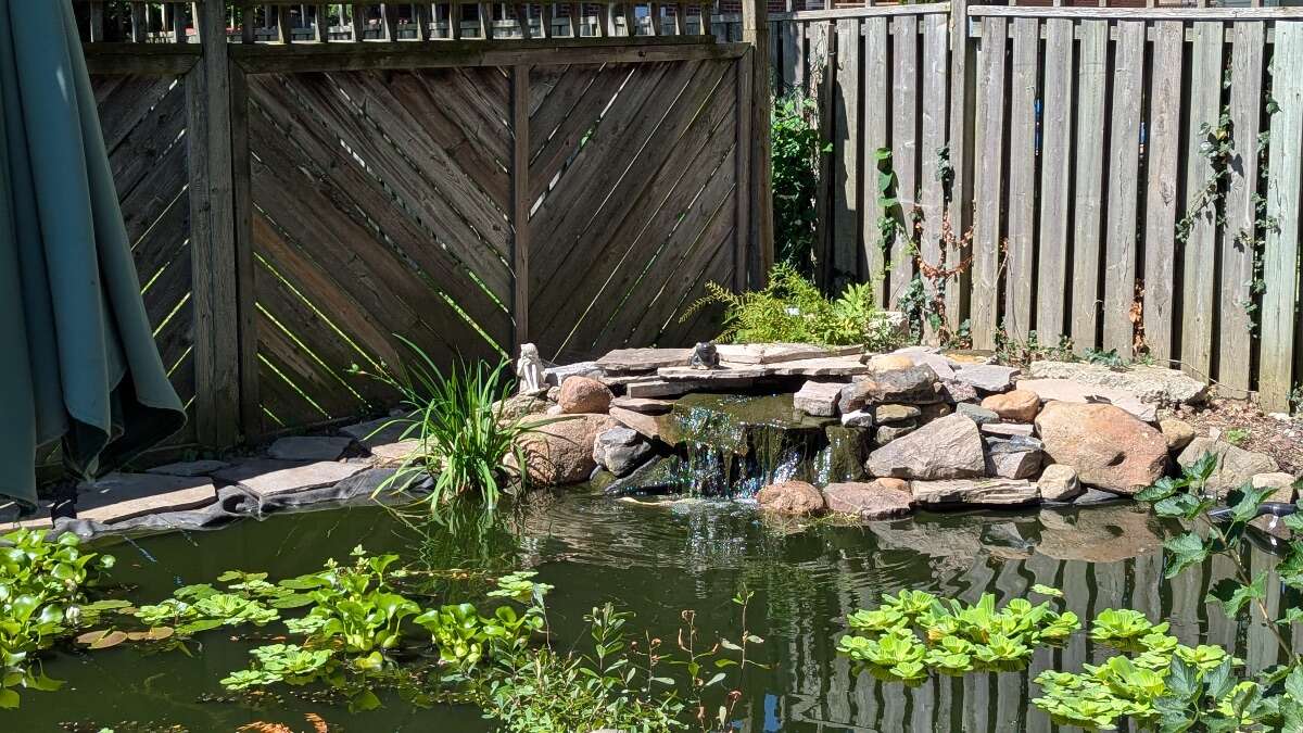 Nature in the City 
