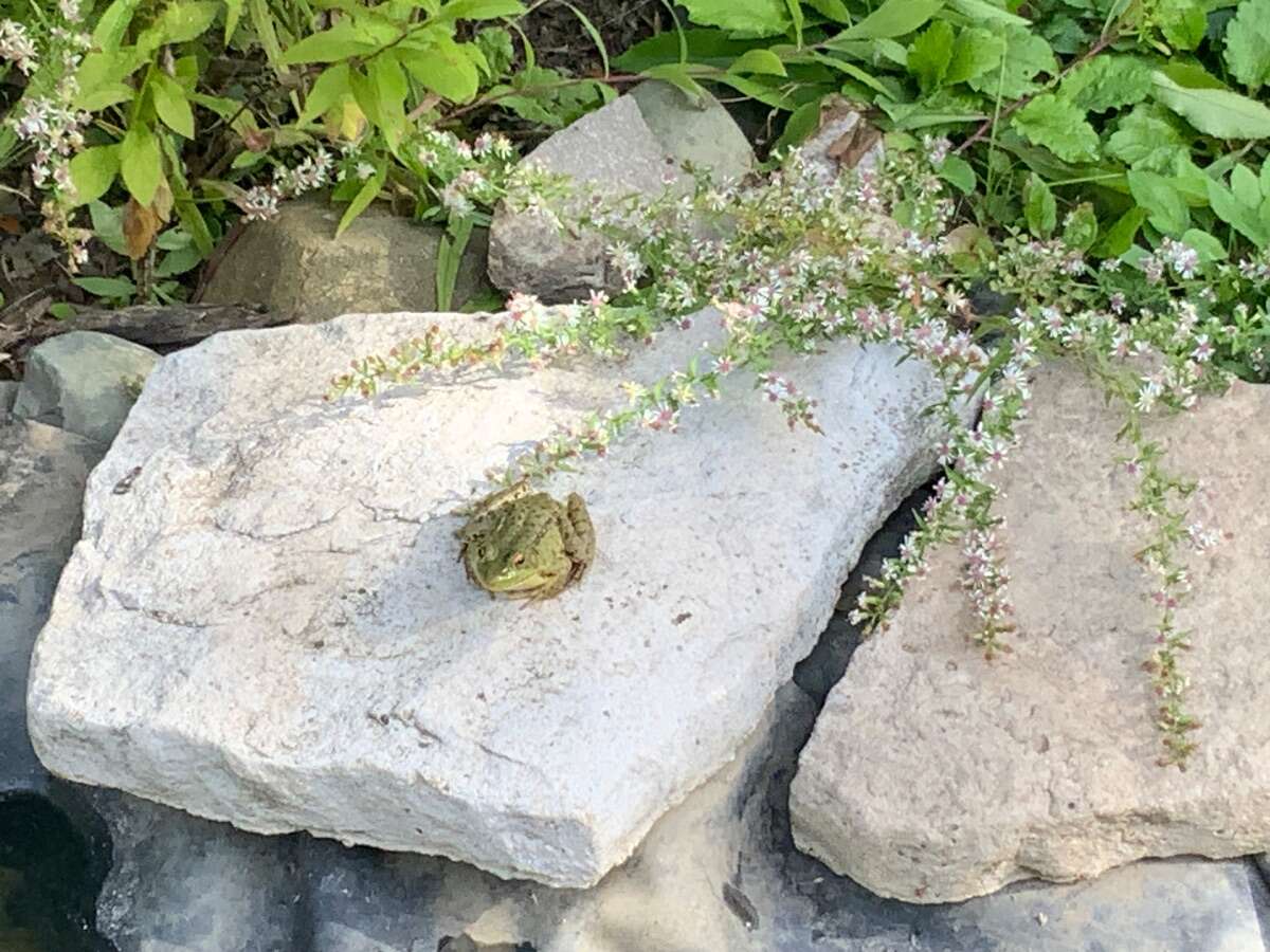 Nature in the City 