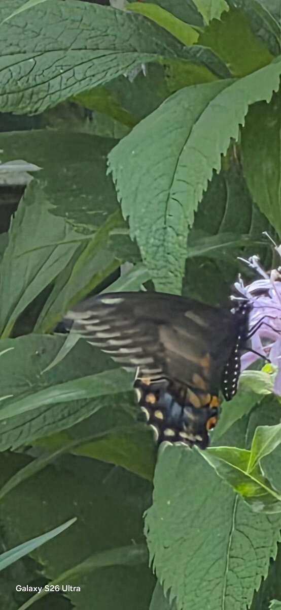 Nature in the City 