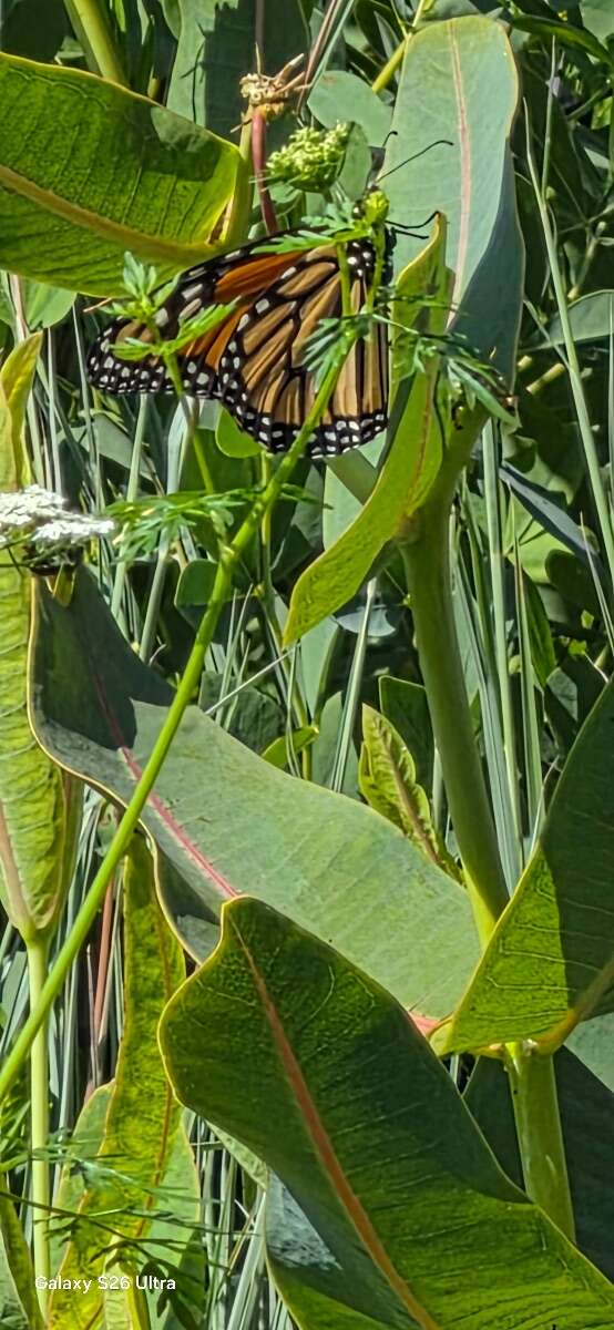 Nature in the City 