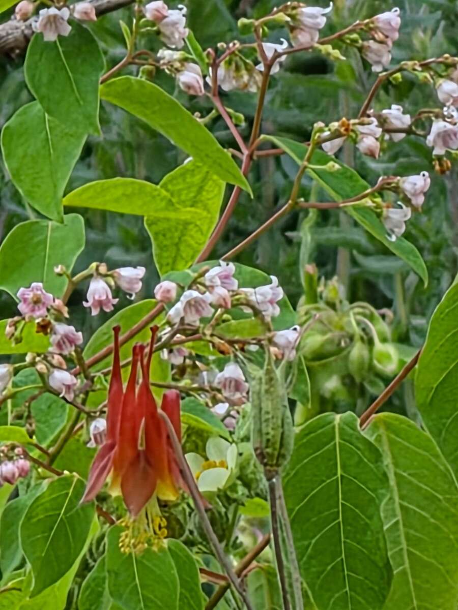 Nature in the City 