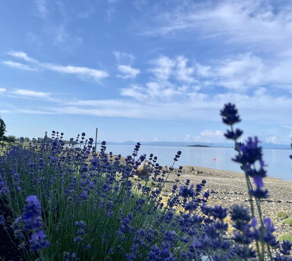 Beautiful lavender berm.