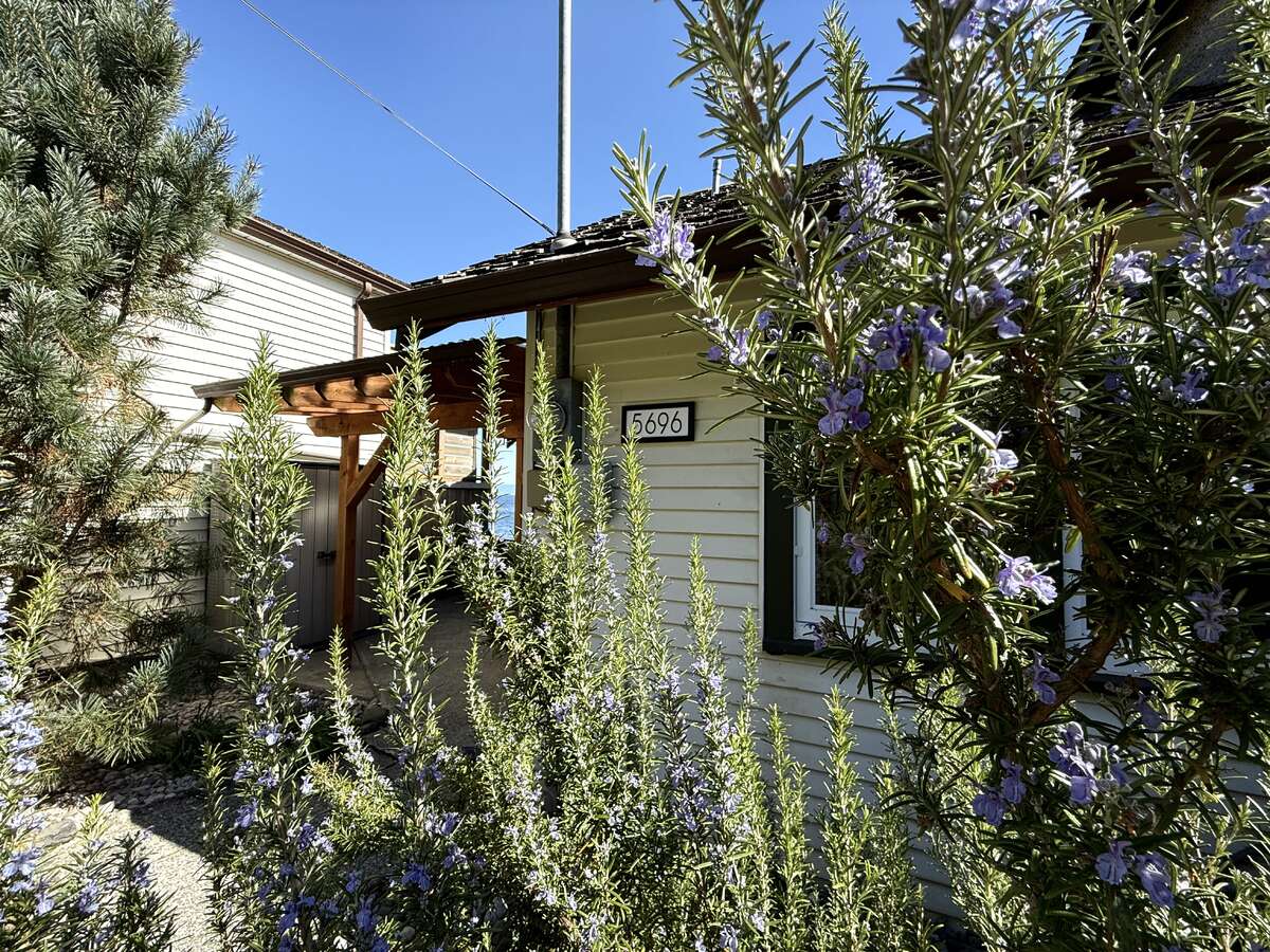 Beautiful, mature rosemary at the front of the home.