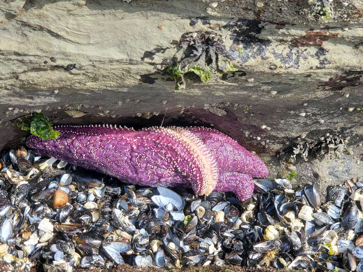 Starfish in front of property during low tide