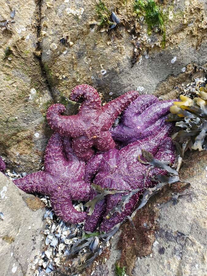 Low tide pools in front of property