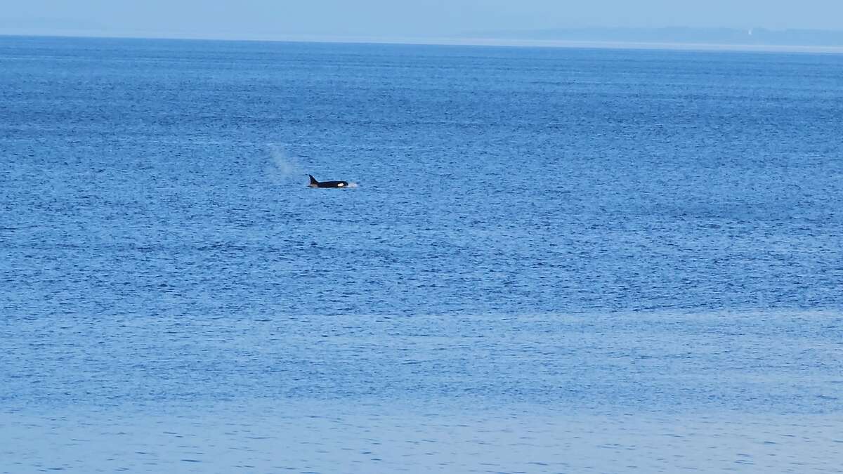 Common Orca sighting