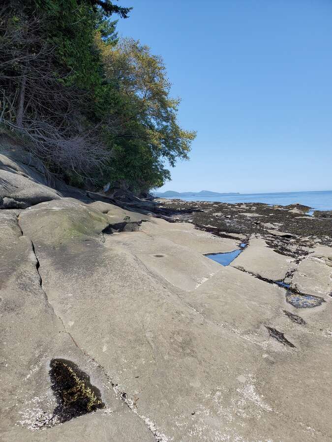 Common Orca sighting
