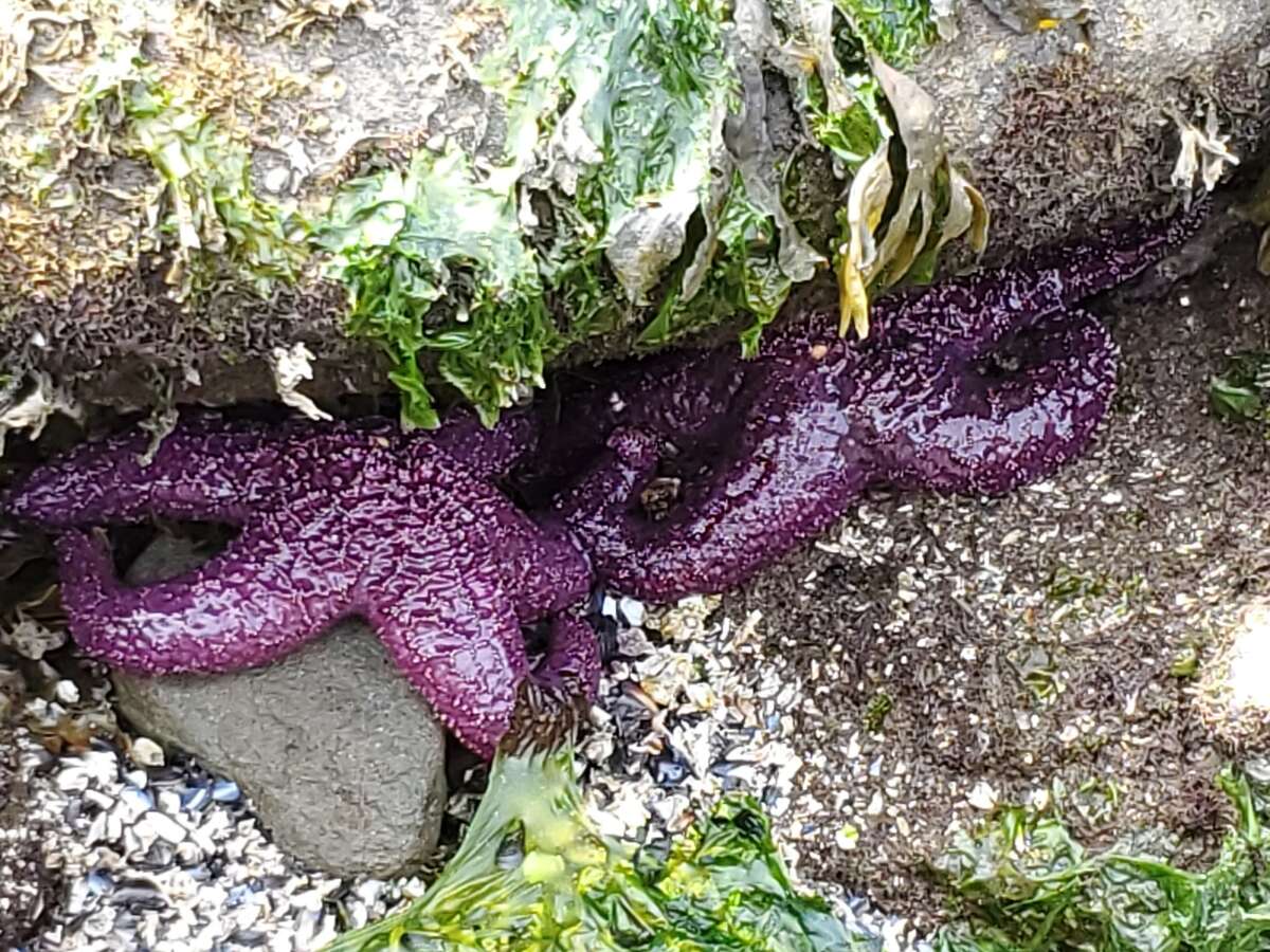 Starfish in front of property during low tide