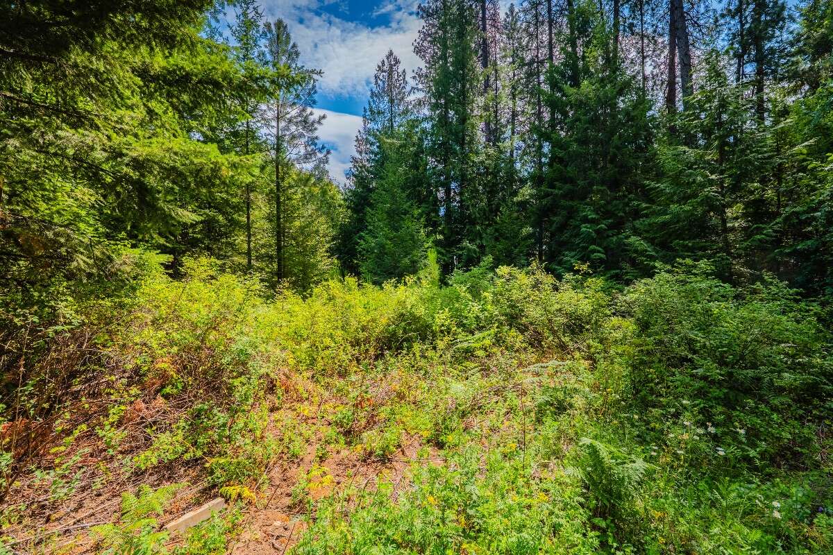 1.07 acres of flat treed land near Nelson
