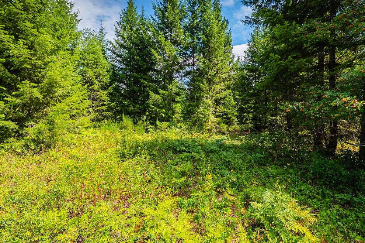 1.07 acres of flat treed land near Nelson