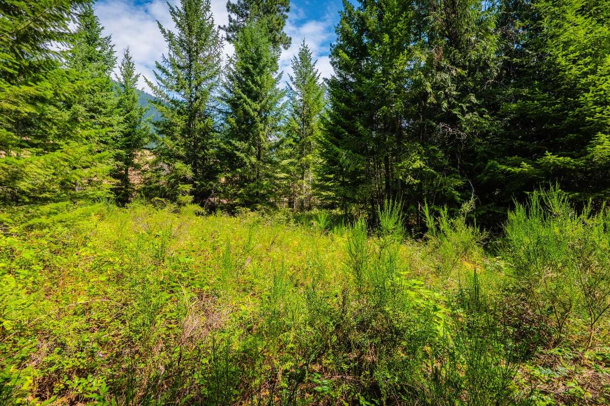 1.07 acres of flat treed land near Nelson
