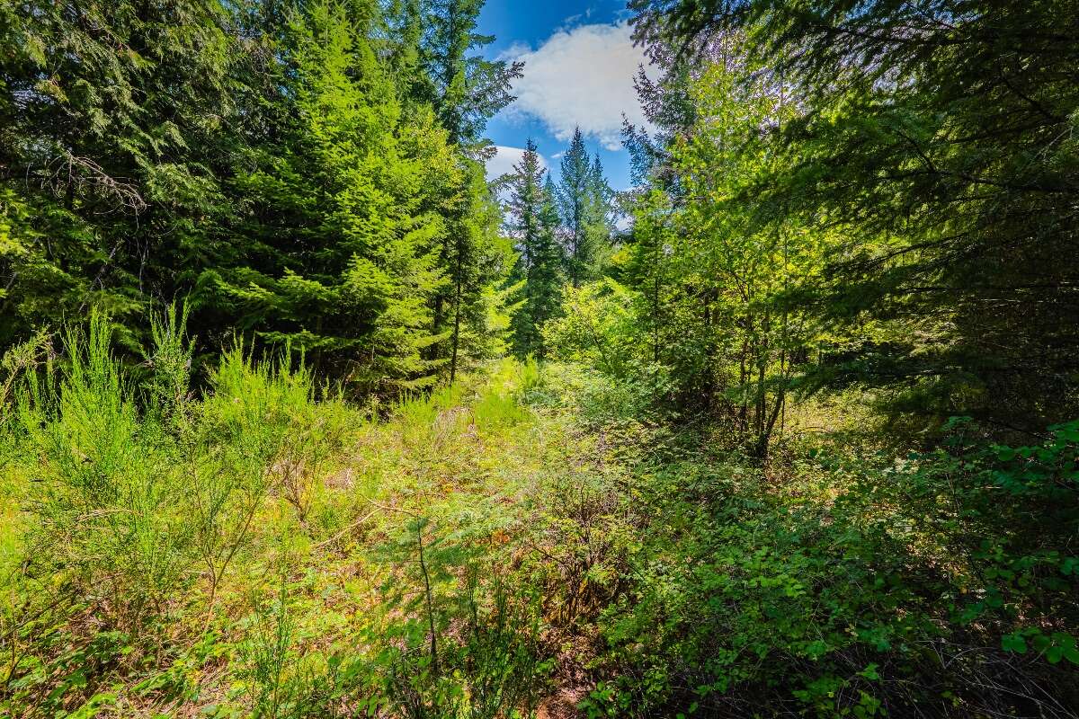 1.07 acres of flat treed land near Nelson