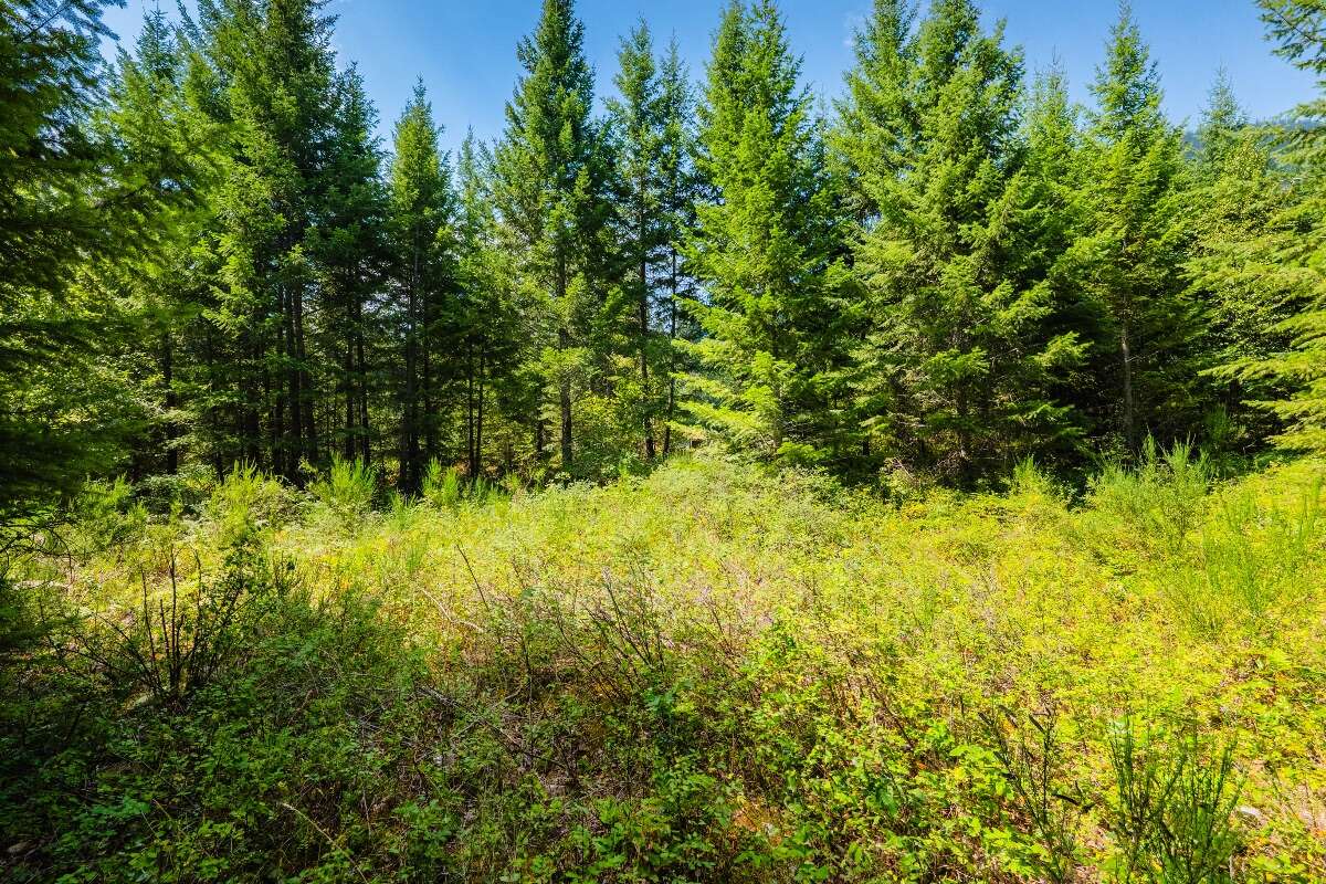 1.07 acres of flat treed land near Nelson