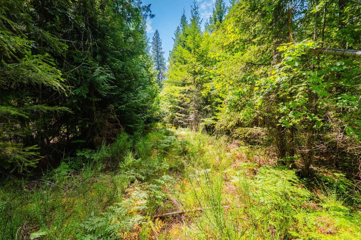 1.07 acres of flat treed land near Nelson