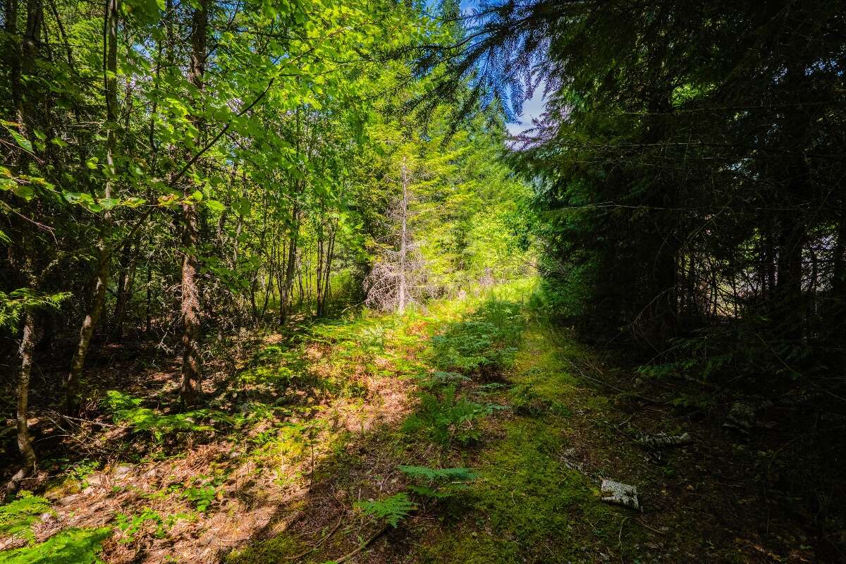 1.07 acres of flat treed land near Nelson