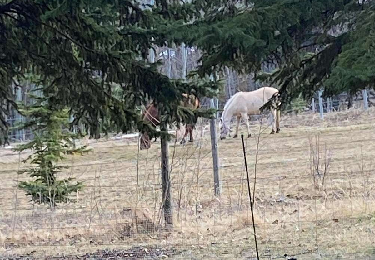 Shed/garage manual doors