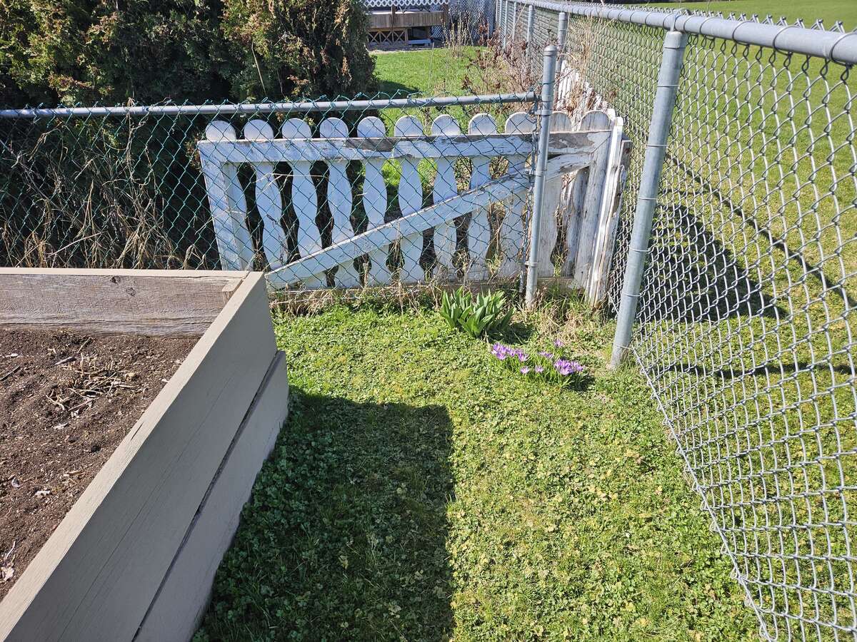 Crocus and Tulips corner back yard at school field at raised garden bed