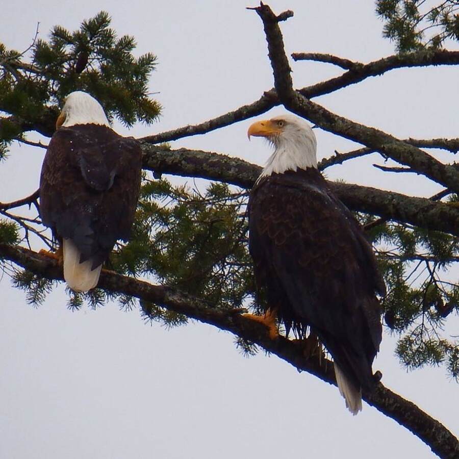 Eagles on Flynn's cove islands