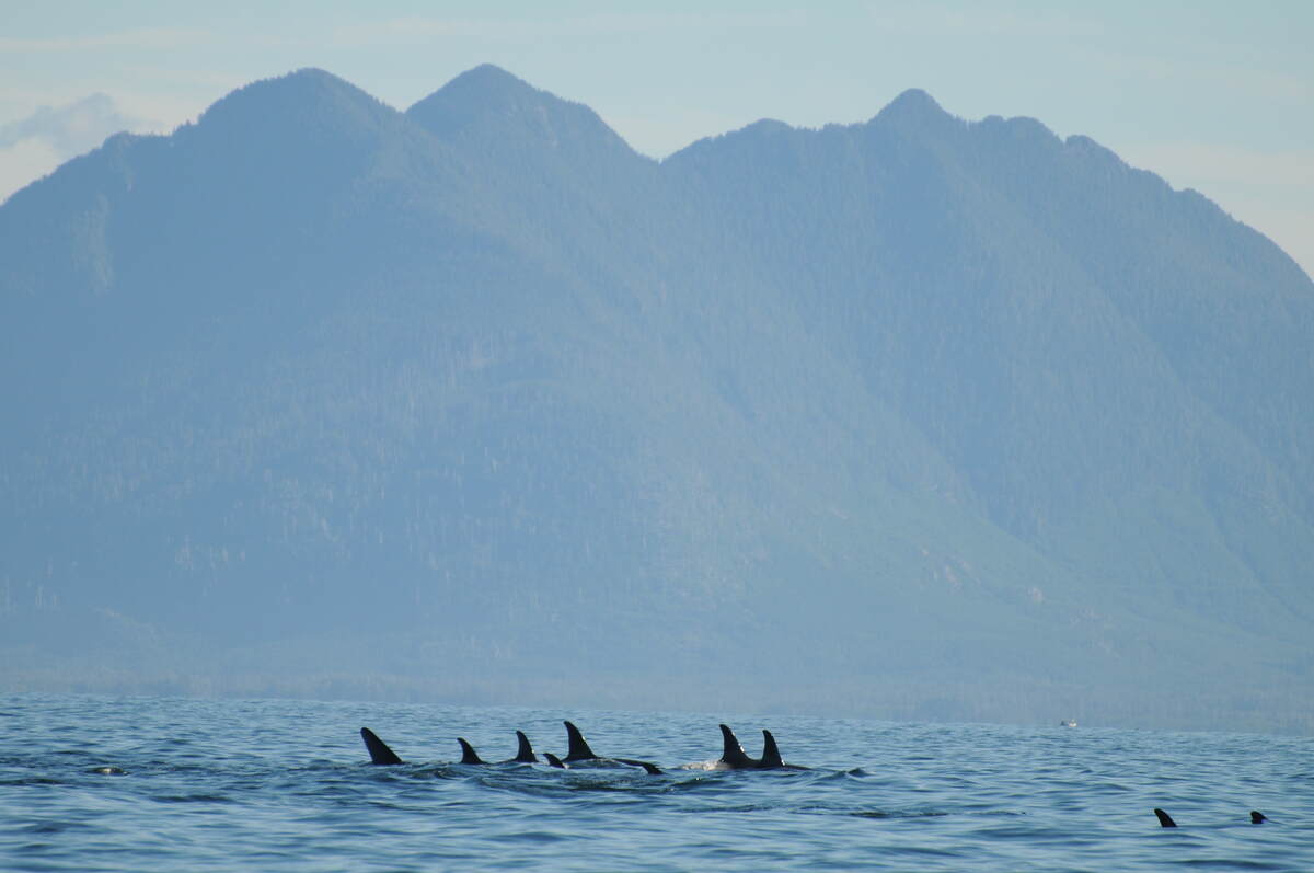 Orcas passing through