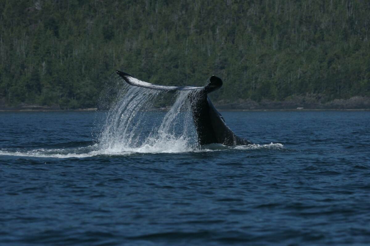 Humpback near Flynn's Cove