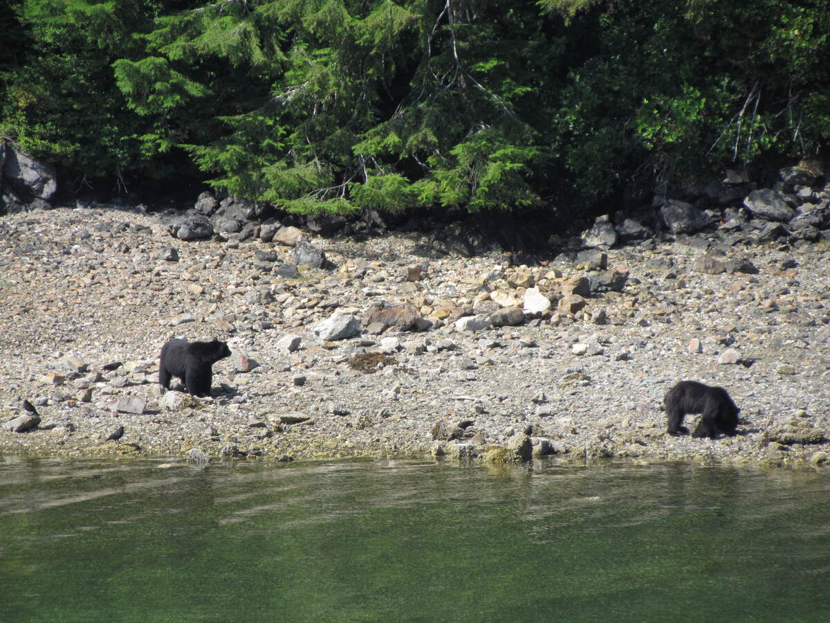 Bears on Flynn's Cove beach