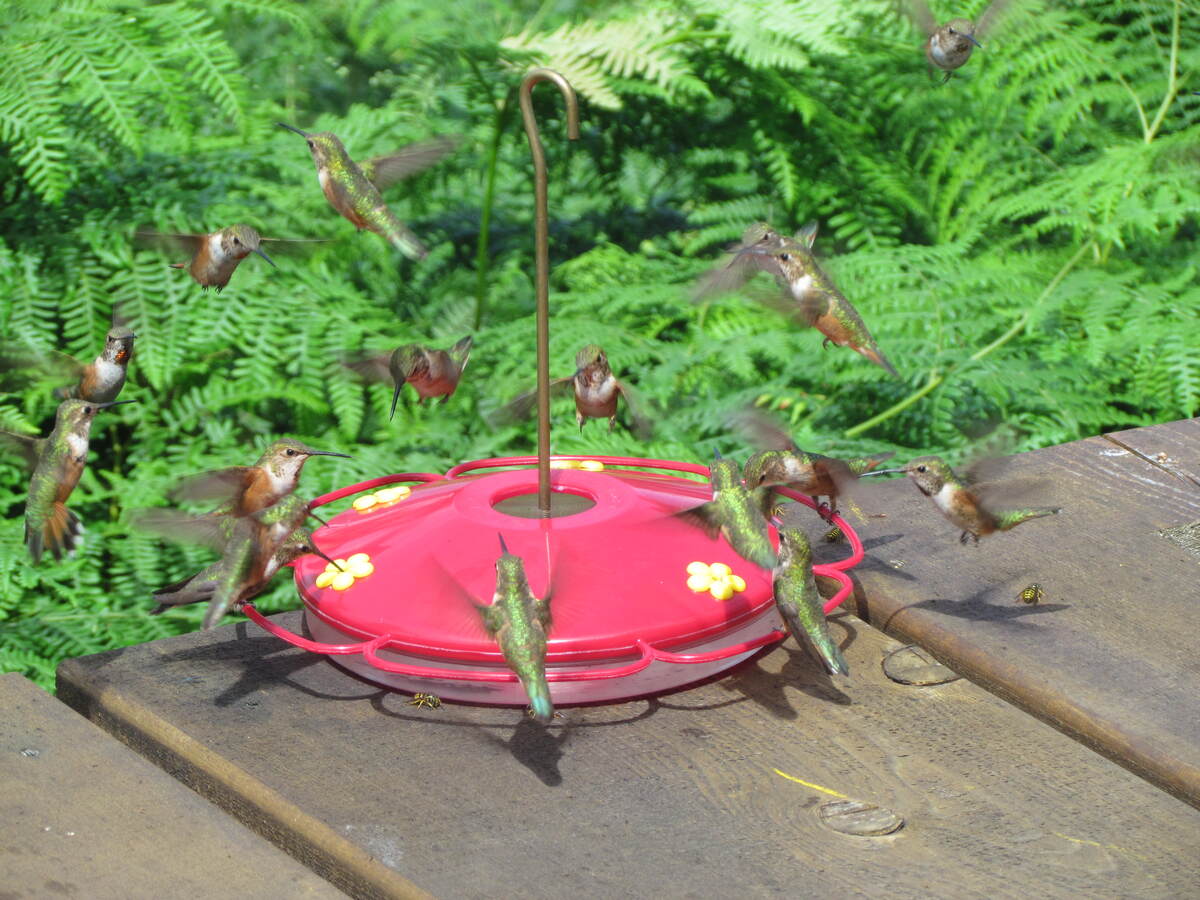 Hummers on deck