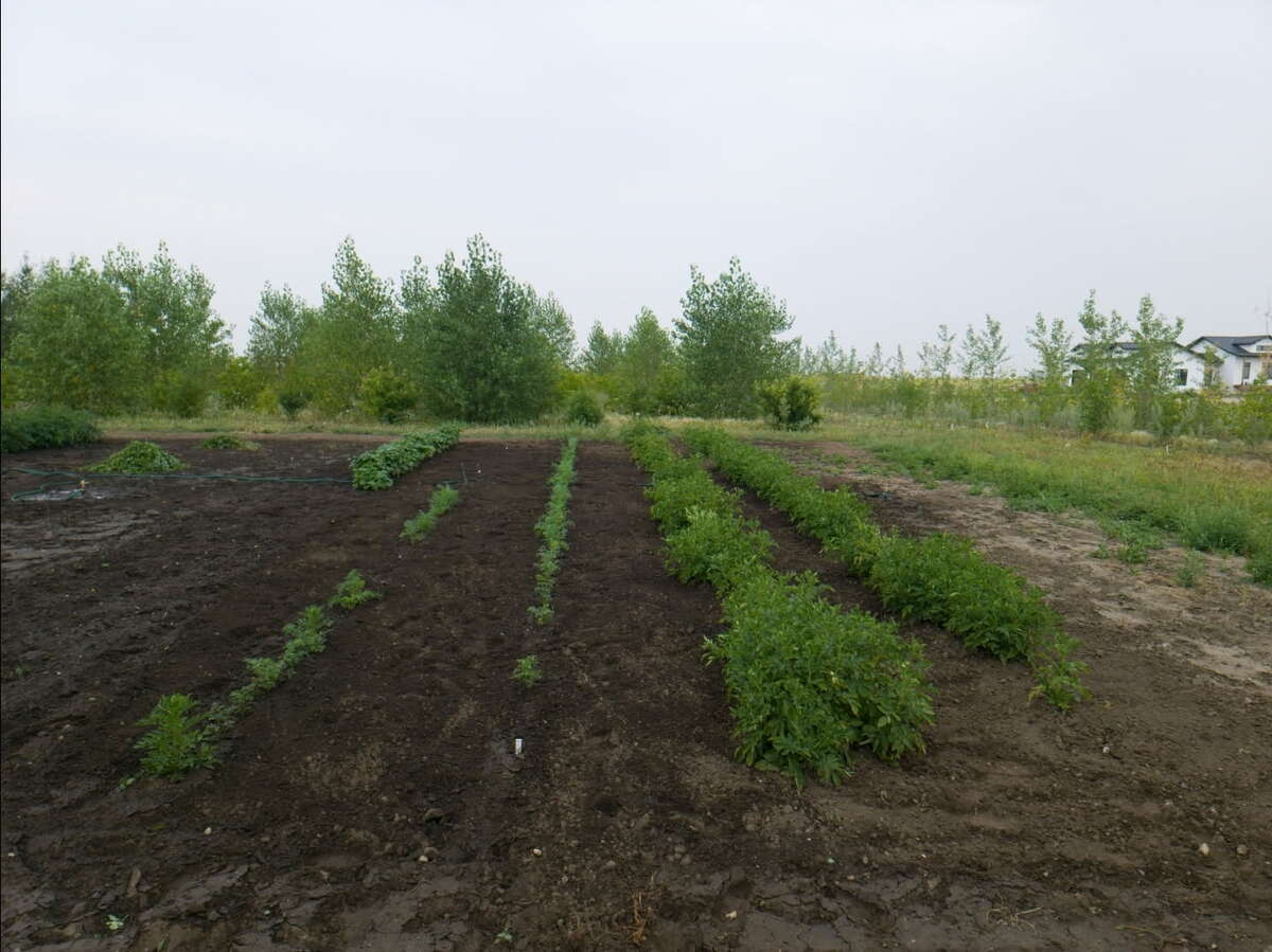 Vegetable Garden 1/4 acre
