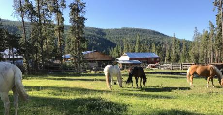 Farm / Business with Property / Home-Based Business Potential / Land with Building(s) / Ranch For Sale in Princeton, BC - 3 bdrm, 2 bath (116 Pinewood Drive)